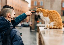 Cara menjinakkan kucing liar. Foto: Freepik