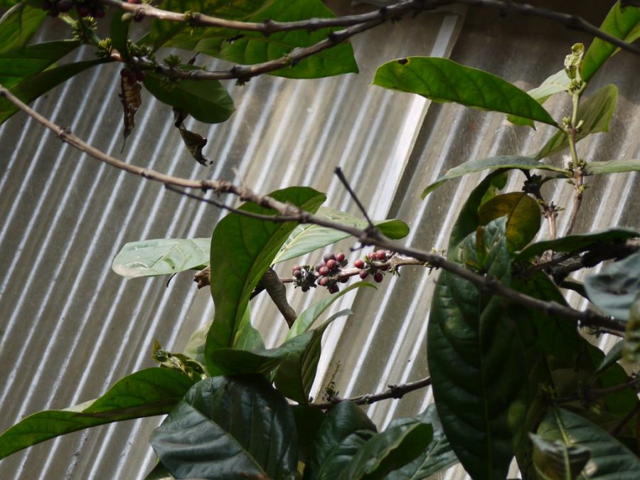 Biji kopi liberica. Foto: Flickr