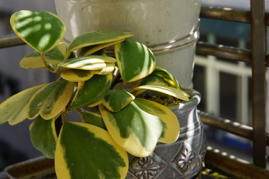 Hoya kerrii variegata