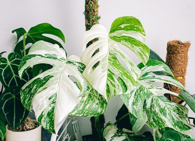 Monstera Variegata. Foto: Unsplash