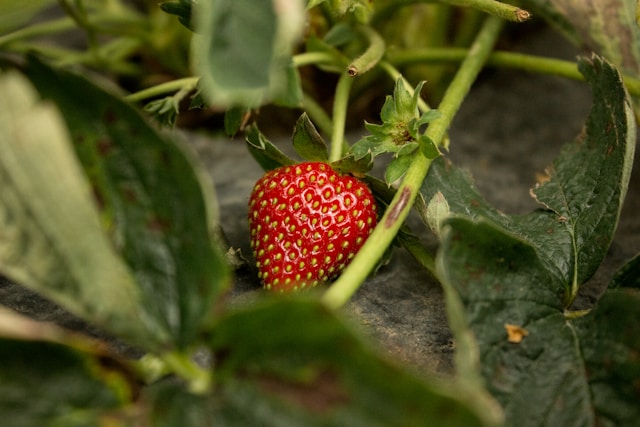 Stroberi. Foto: Unsplash