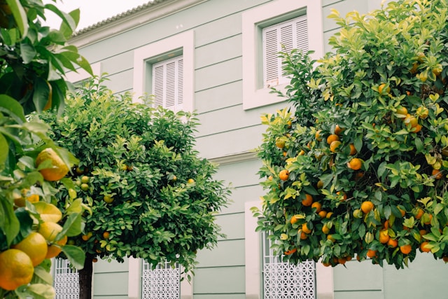 Pohon jeruk. Foto: Unsplash