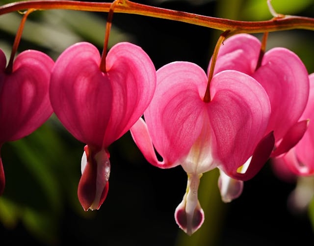 Bunga Bleeding Heart. Foto: Pexels.