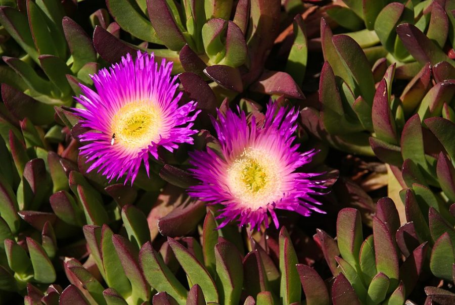 Bunga iceplant. Foto: wikimedia
