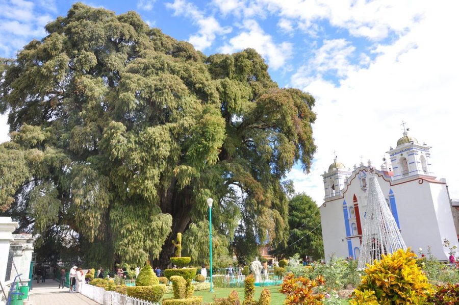 Arbol Del Tule. Foto: Flickr