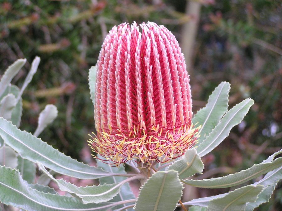 Bunga banksia. Foto: Flickr