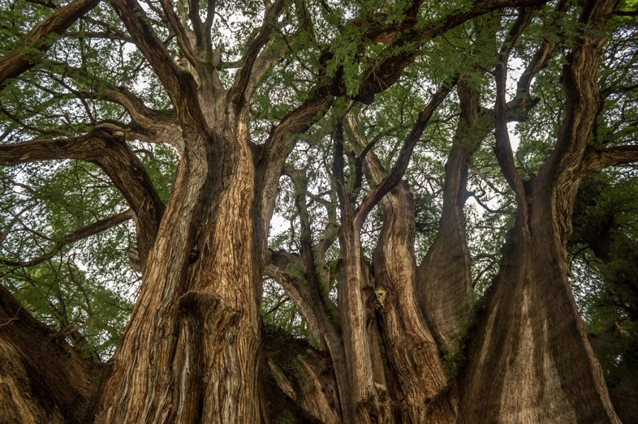Arbol Del Tule. Foto: Wikimedia