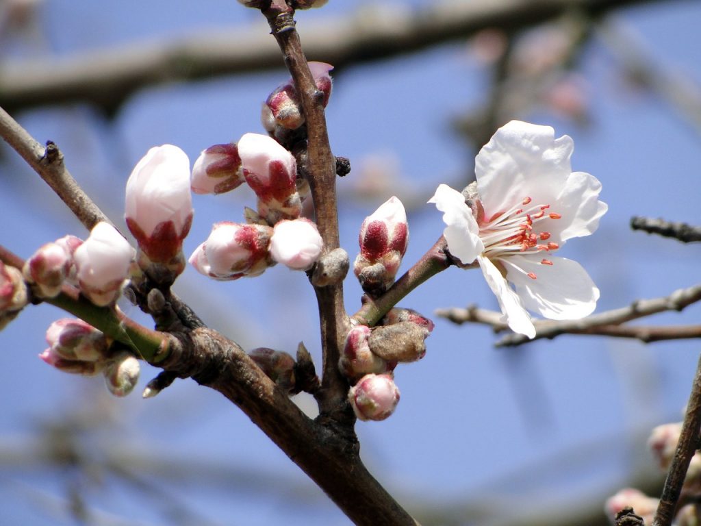 Bunga almond blossom. Foto: Needpix