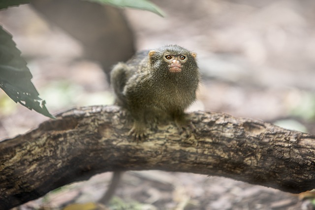 Pygmy Marmoset. Foto: Pixabay