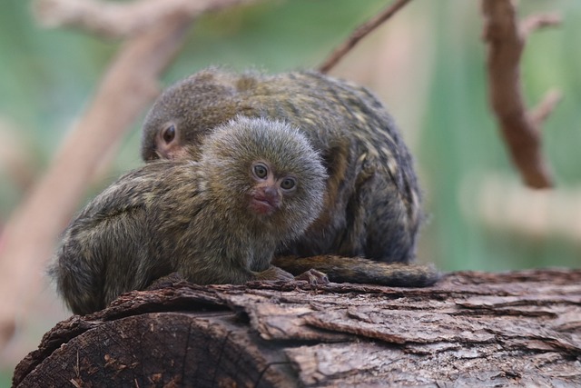 Pygmy Marmoset. Foto: Pixabay