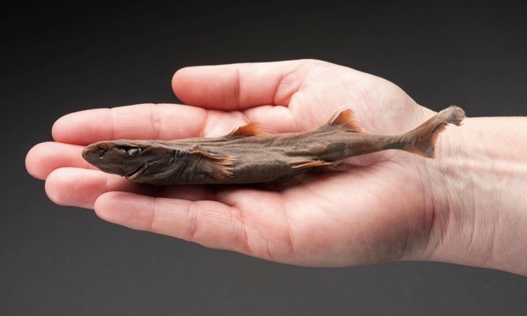 Etmopetrus perryi atu dwarfs latern sharks. Foto: Surfup Magazine