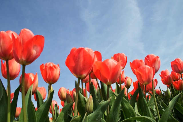 Bunga tulip. Foto: Unsplash