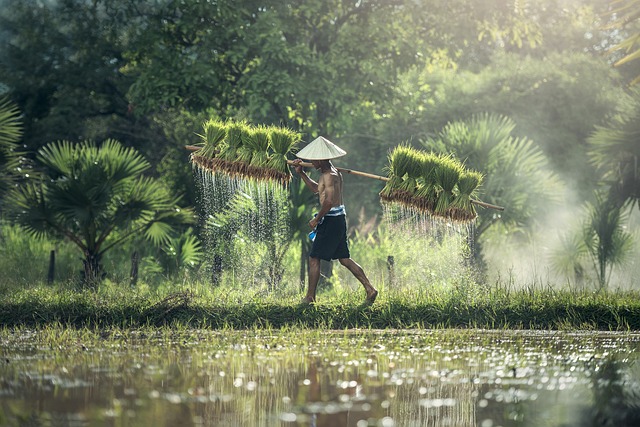 Petani Sukses