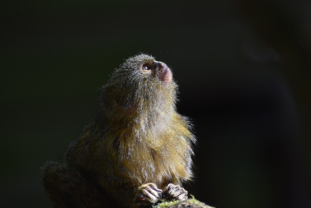 Pygmy Marmoset. Foto: Pixabay