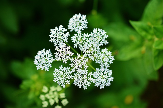 Bunga Yarrow. Foto: Pixabay