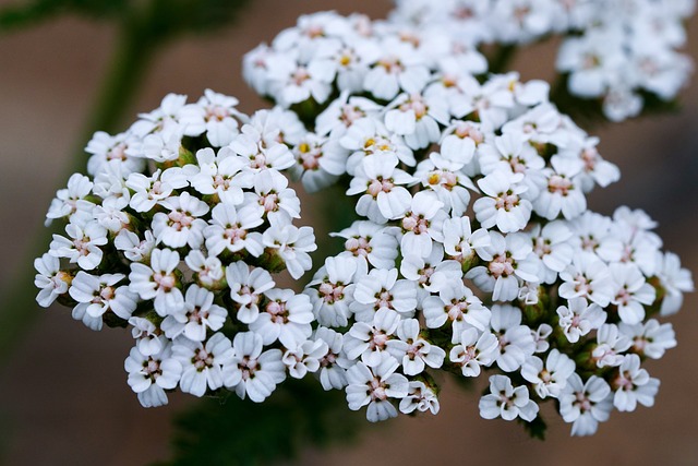 Bunga Yarrow. Foto: Pixabay