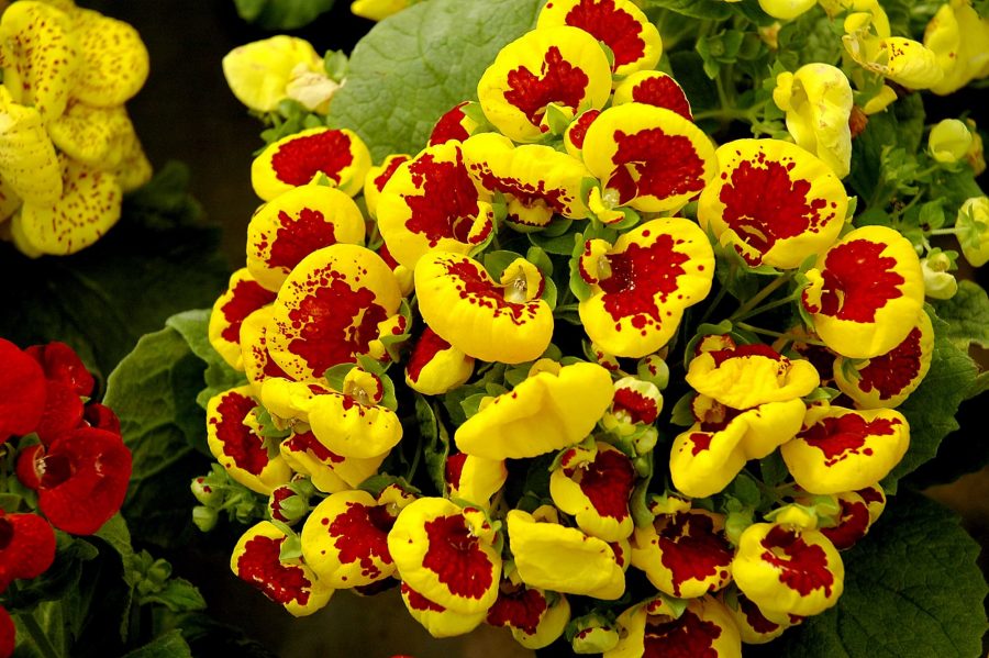 Bunga Calceolaria