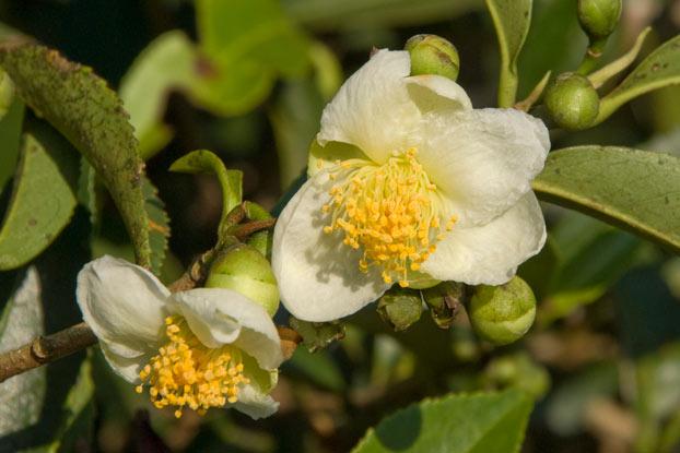 Bunga Camellia