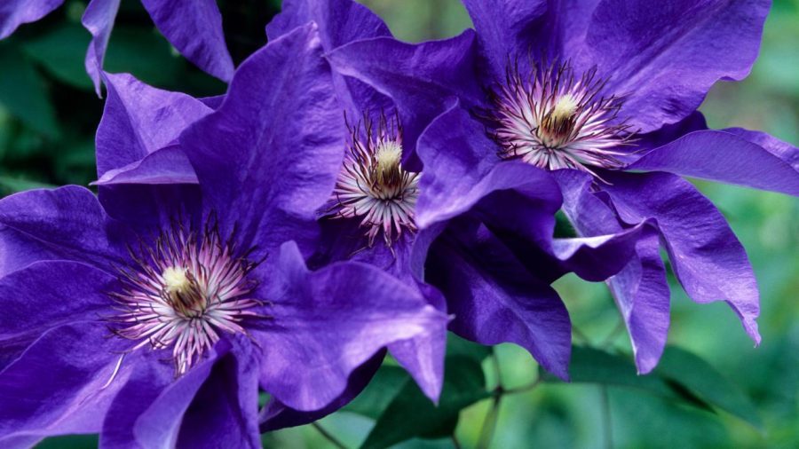Bunga Clematis