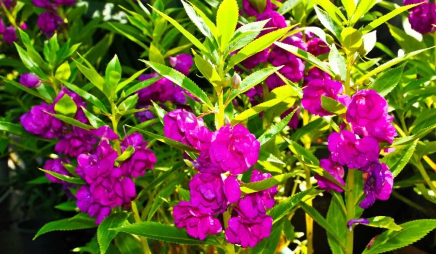 Bunga Pacar Air atau Impatiens Balsamina