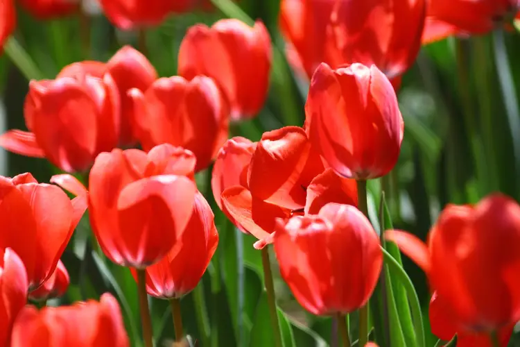 Tulipa gesneriana
