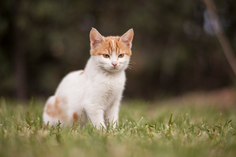 kucing
