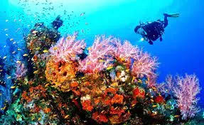 Taman Nasional Bunaken