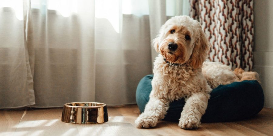 Anjing Tidak Mau Makan