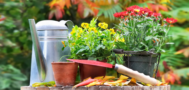 Berkebun di Musim Kemarau