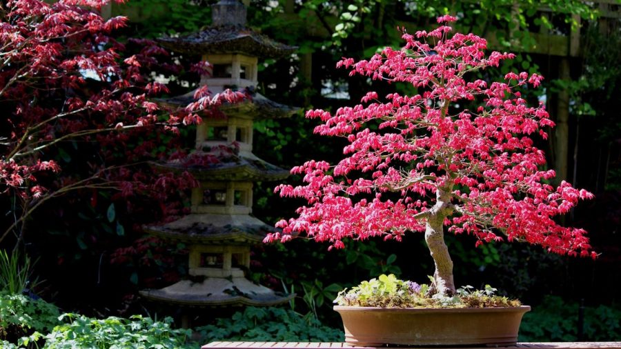 Bonsai