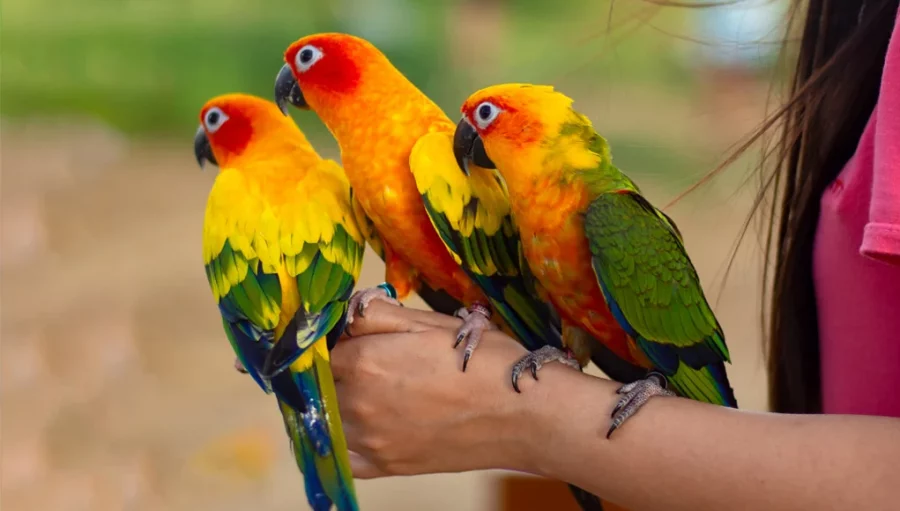 Burung Peliharaan