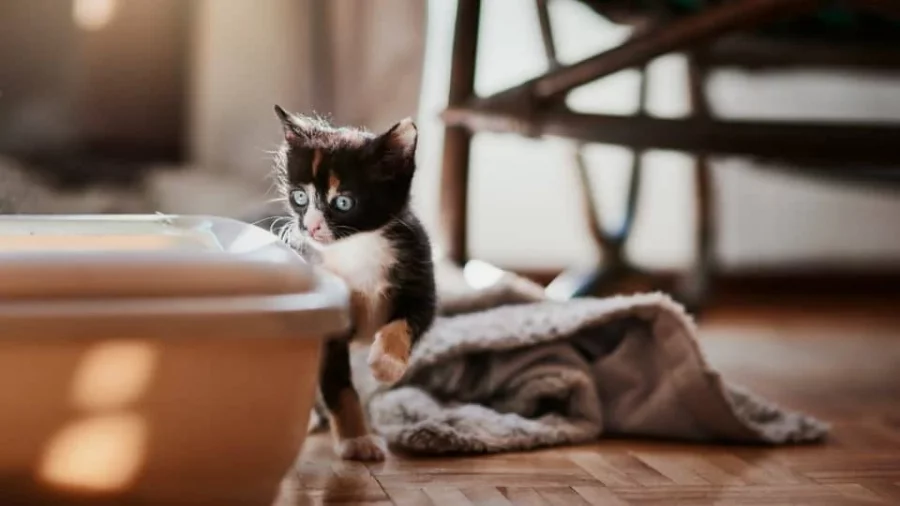 Kucing Peliharaan
