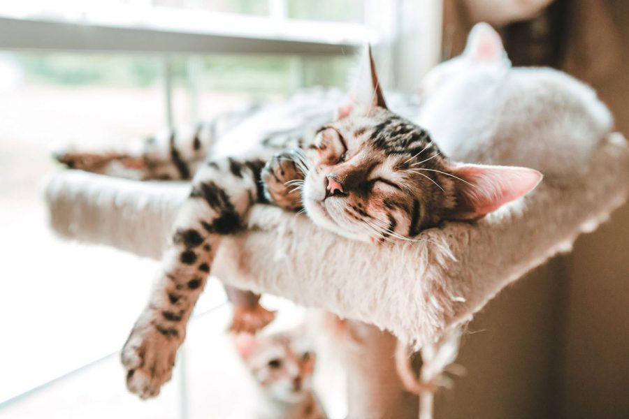 Kucing Tidur Terus
