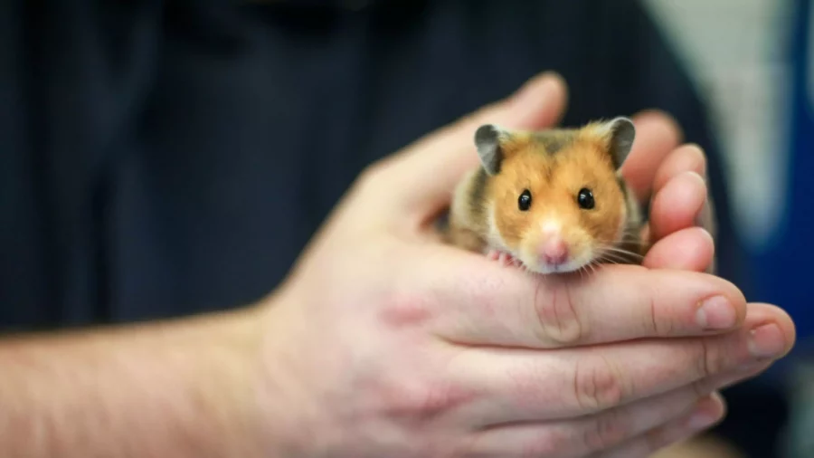Melatih Hamster