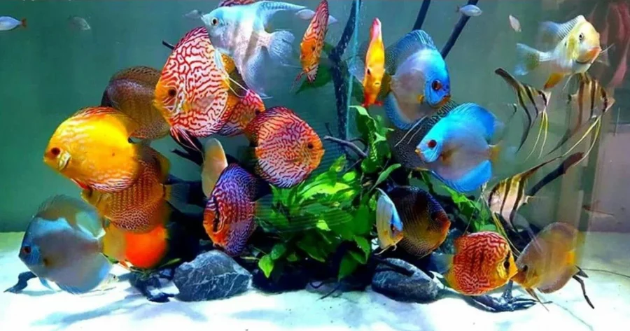 Memelihara Ikan Hias