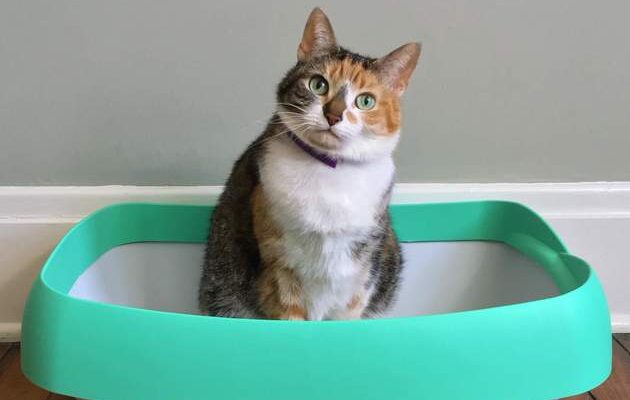 Memilih Pasir Kucing