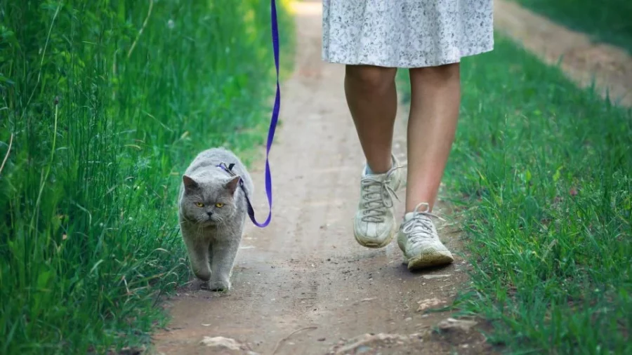 Mengajak Kucing Jalan-Jalan