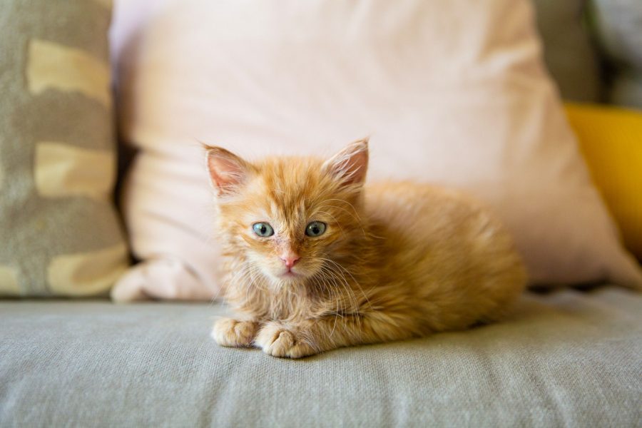 Merawat Anak Kucing