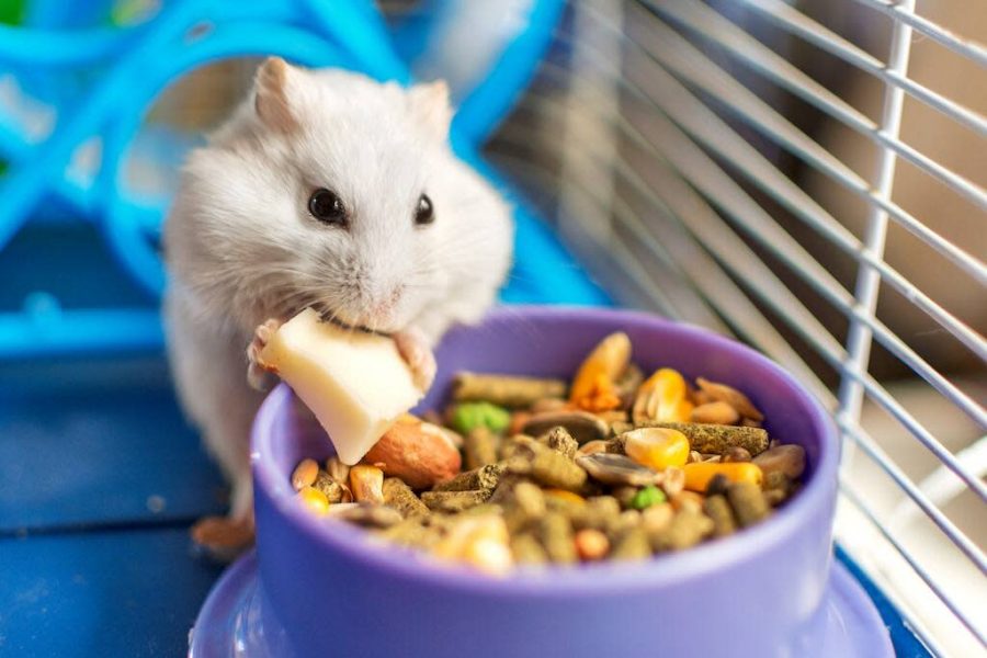 Merawat Hamster