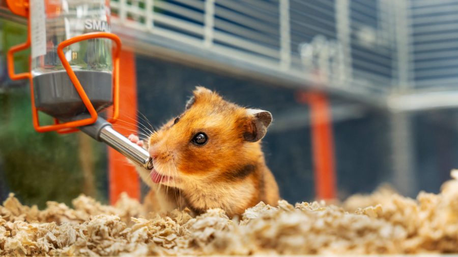 Merawat Hamster