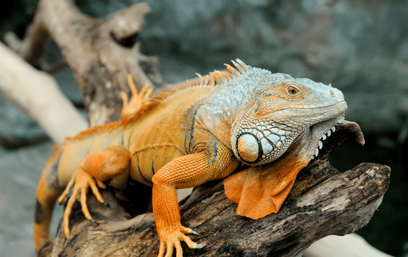 Merawat Iguana