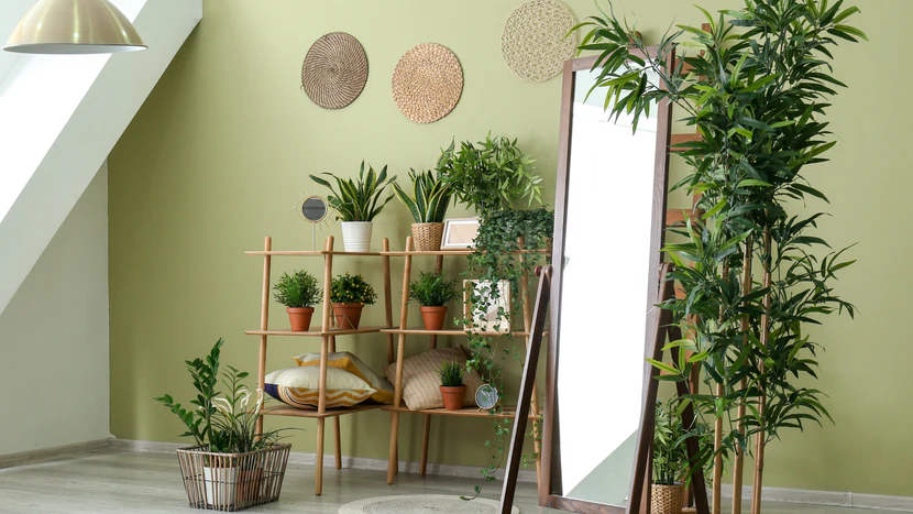 Tanaman Feng Shui