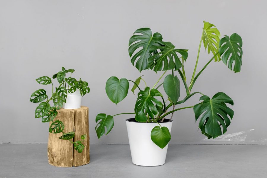 Tanaman Monstera