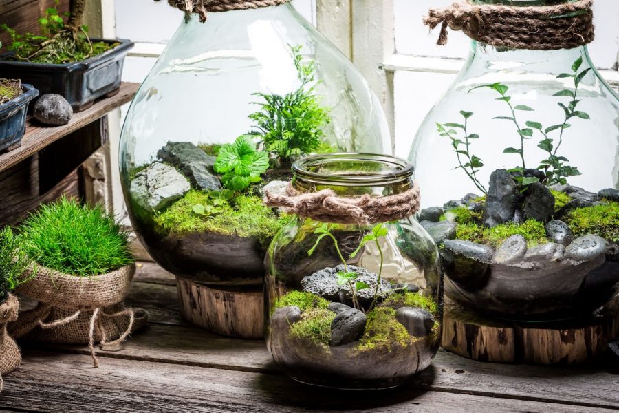 Terrarium