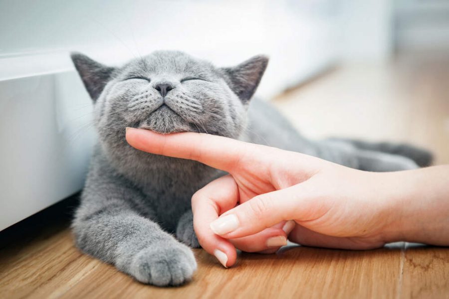Tips Merawat Kucing