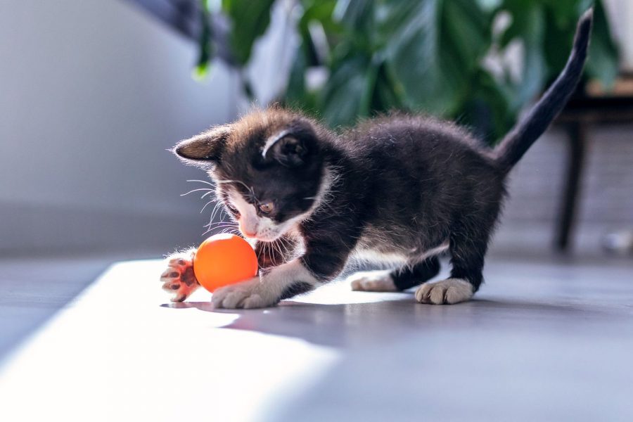 mainan untuk kucing