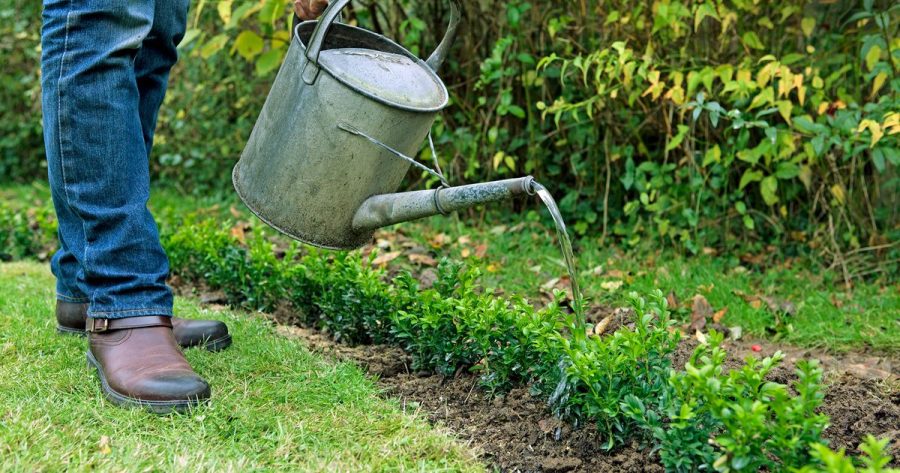 Berkebun di Musim Kemarau