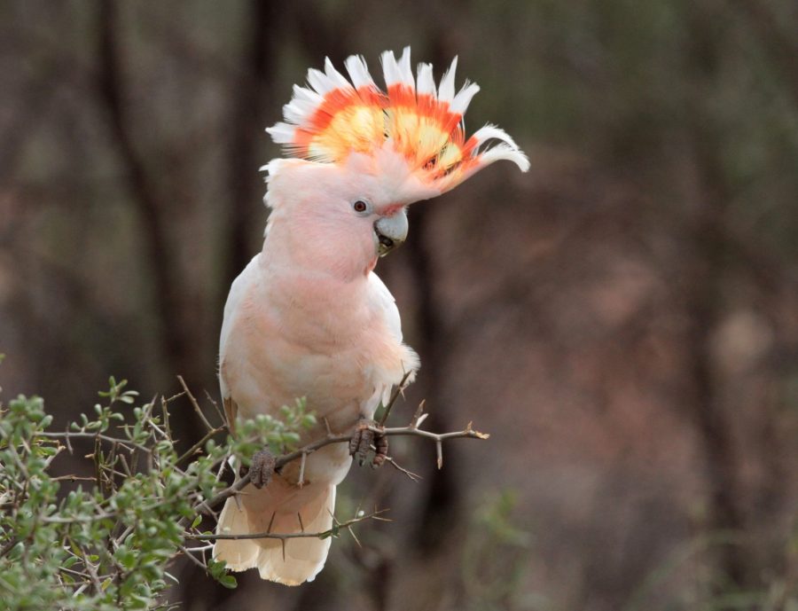 Burung Kakatua