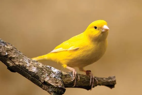 Burung Kenari