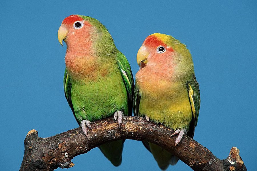 Burung Lovebird